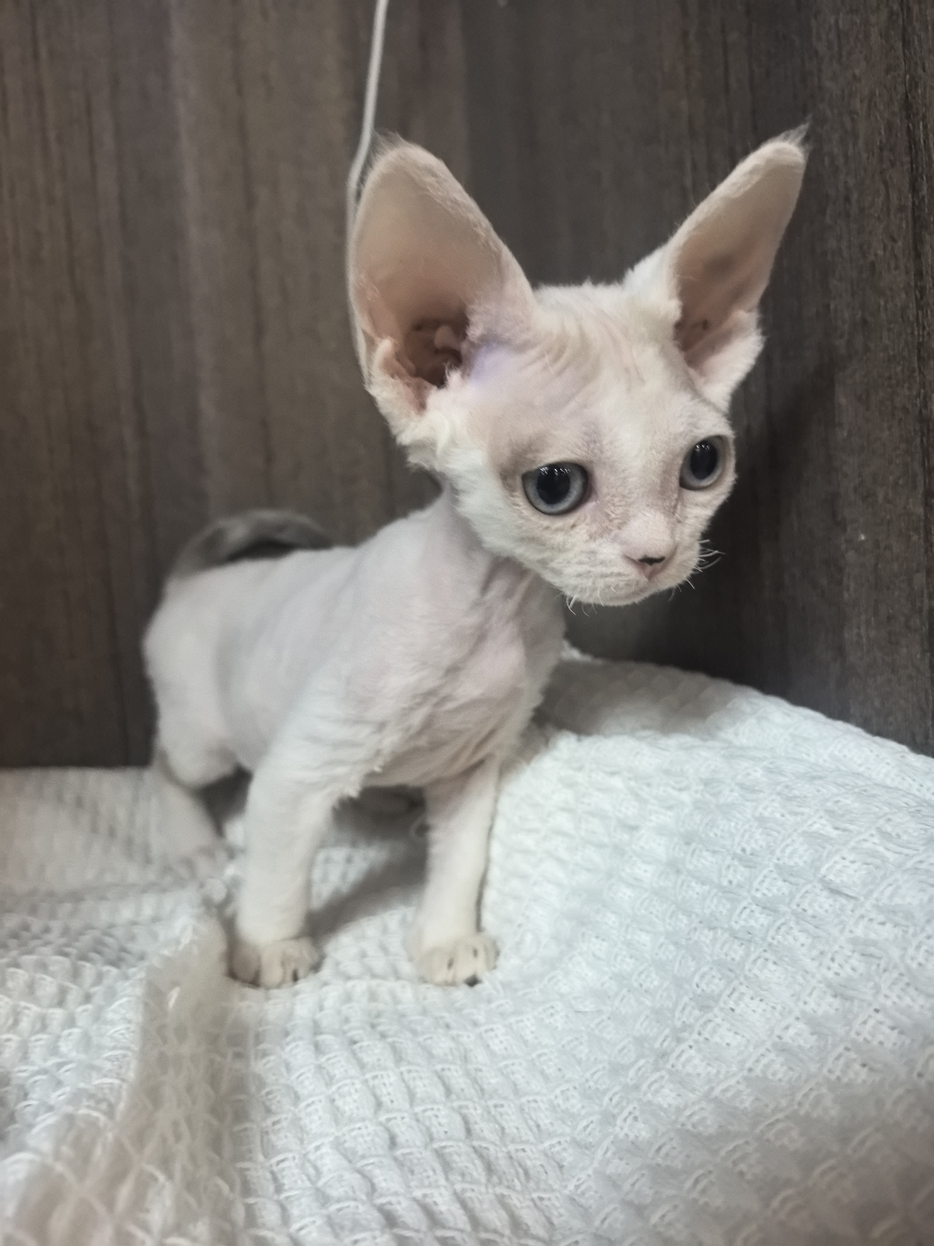 德文卷毛猫 蓝眼睛 稀有淡化咖白樊 妹妹999